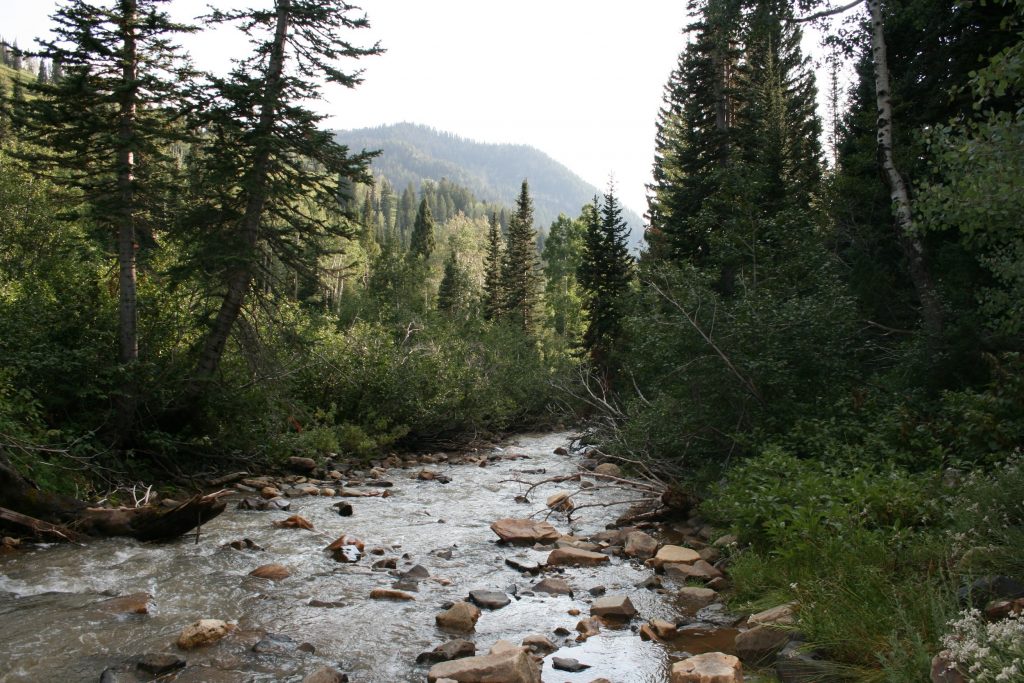 river flowing through the forest